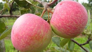 Сорт яблони мельба: плоды