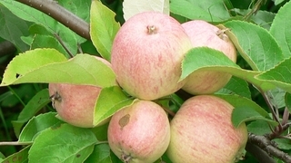 Мантент. Сорта яблонь фото с названием и описанием