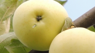 Лучшие сорта яблонь для сибири: Белый Налив