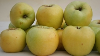 Яблоки антоновка - плоды