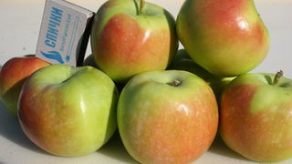 Сорта яблок фото с описанием синал орловский