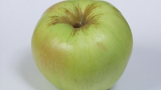 Яблони сорта с фото - пепин шафранный