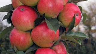 Сорт яблок Розовый жемчуг фото и описание. Отличительные особенности