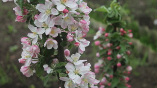 Колоновидная яблоня фото во время цветения