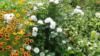 Старинные парковые розы в саду