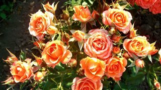 Садовые розы: посадка и уход