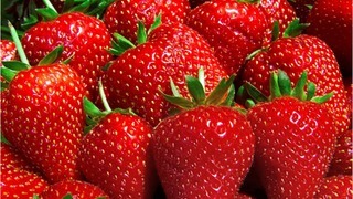 Ремонтантная клубника и земляника: особенности выращивания и правила ухода