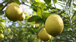 Лимон фото  - сорт Новогрузинский 