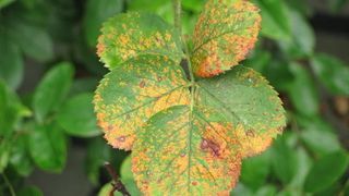 Филлостиктоз листьев роз: лечение и профилактика