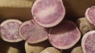 Мозаика на плодах картофеля
