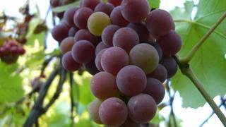 Сорта винограда для Подмосковья - Лидия