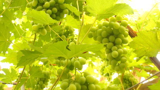 Сорта винограда для Подмосковья - Краса севера