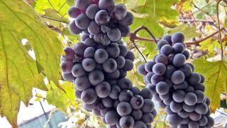 Сорта винограда для Подмосковья - Альфа