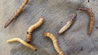 Личинка жука-щелкуна: проволочник
