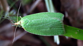 Дубовая зеленая листовертка (лат. Tortrix viridana)