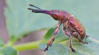 Вишневый слоник (лат.  Epirhynchites  auratus)