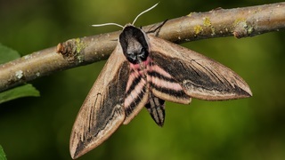 Бражник сиреневый (лат. Sphinx ligustri)