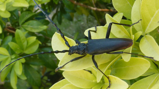 Большой дубовый Усач (лат. Cerambyx cerdo)