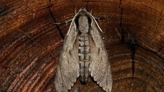 Чехлоноска лиственничная (лат. Coleophora laricella)