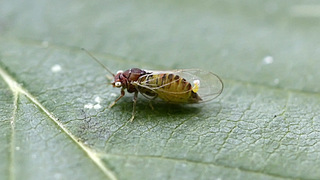 Листоблошка (лат. Psyllidae)