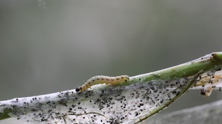 Моль черёмуховая: гусеница