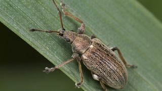 Листовой долгоносик (лат. Phyllobius)