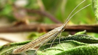 Плодовая чехликовая моль (лат. Coleophora hemerobiella Scop)