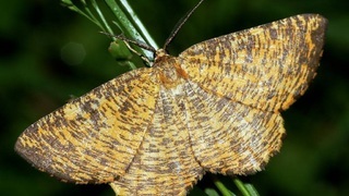 Пяденица (лат. Geometridae)