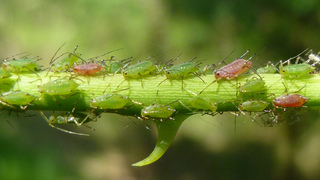 Розанная тля (лат. Macrosiphum rosae)