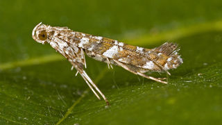 Сиреневая моль-пестрянка (лат. Gracillariidae syringella)