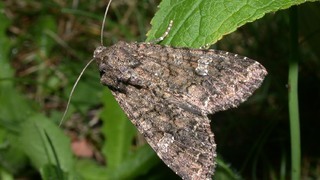 Совка капустная (лат. Mamestra brassicae)