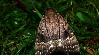 Совка пирамидальная (лат. Amphipyra pyramidea L.)