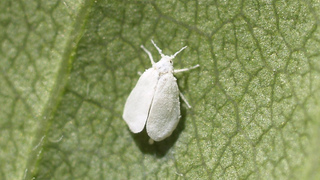 Белокрылка (лат. Aleyrodidae)