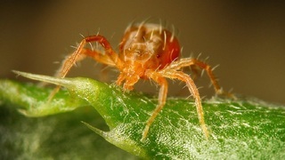 Клещ Галловый (лат. Eriophyidae)