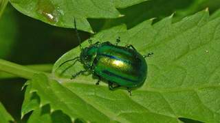 Листоед (лат. Chrysomelidae)