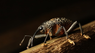 Долгоносик (лат. Curculionidae)