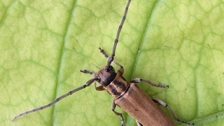 Усач (лат. Cerambycidae)