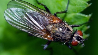 Цветочная муха (лат. Anthomyia Meig)