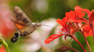 Шмелевидный хоботник (лат. Macroglossum stellatarum)