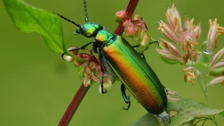 Шпанка ясеневая (лат. Lytta vesicatoria)