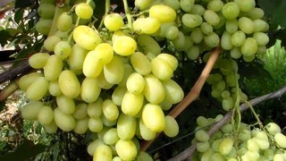 Плоды винограда