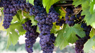 Виноград – посадка и уход