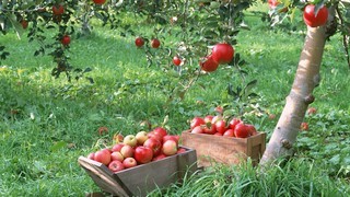 Как хранить яблоки зимой: сбор урожая