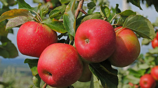 Яблоня гала - урожай