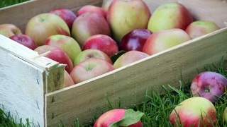 Как хранить яблоки в ящиках