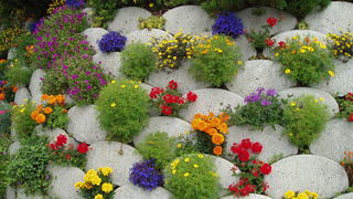 Тенелюбивые цветы для сада