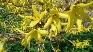 Теневыносливые кустарники: Форзиция (лат. Forsythia)