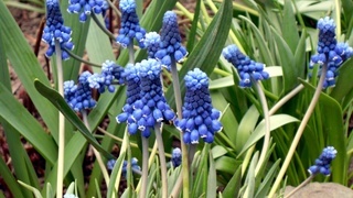 Тенелюбивые цветы для сада: Лесной Гиацинт (лат. Hyac&iacute;nthus)