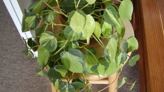 Комнатные растения теневыносливые: Филодендрон лазящий