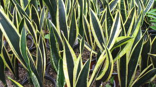 Комнатные растения теневыносливые: Сансевиерия трехполосная